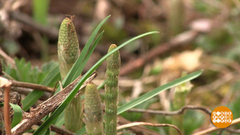 Весна-красна! И вкусна! Доброе утро. Фрагмент