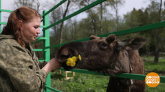 Осторожно, лоси! Доброе утро. Фрагмент