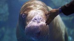 Владивосток. Повара на колесах. Анонс