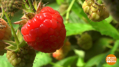 Ягода-малина: наша лучше всех! Доброе утро. Фрагмент