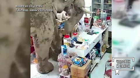 Видео недели: слон-сладкоежка; переход для ленивца. Человек и закон. Фрагмент