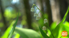 Ландыш: красивый, но ядовитый. Доброе утро. Фрагмент