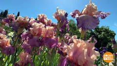 Где бородатые ирисы? На карнавале! Доброе утро. Фрагмент