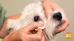 Как промыть глаза собаке. Доброе утро. Фрагмент