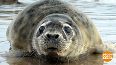 У тюленей — выпускной! И у тигров тоже. Доброе утро. Фрагмент