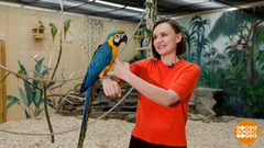 Попугай, не скучай! Доброе утро. Фрагмент