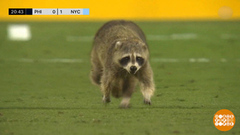 Еноты тоже любят футбол. Доброе утро. Фрагмент