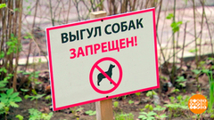 Спортивная площадка — не собачья! Доброе утро. Фрагмент