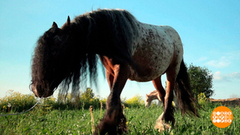 Зверушки, вы в кого такие модные? Доброе утро. Суббота. Фрагмент