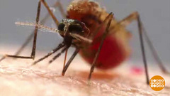 Вдруг откуда-то летит маленький комарик. И не один… Доброе утро. Фрагмент