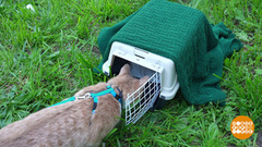 Котик, возвращайся домой! В переноске. Доброе утро. Фрагмент