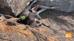Кенгуру Сидней уходит в побег. Доброе утро. Фрагмент