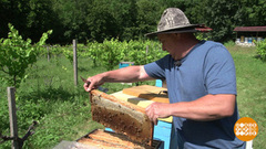 Хочу быть пчеловодом! Доброе утро. Фрагмент