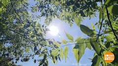 Солнце, не бей меня! Доброе утро. Фрагмент