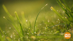 По росе — босиком! Доброе утро. Суббота. Фрагмент