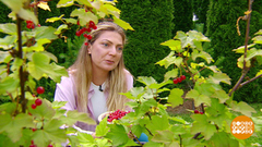 Все цвета смородины. Доброе утро. Фрагмент