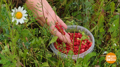 Айда в лес за ягодами! Доброе утро. Фрагмент