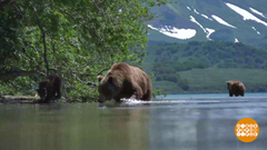 Медвежья рыбалка. Доброе утро. Фрагмент