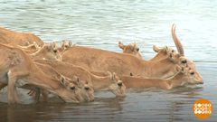 Сайгаки счет любят. Доброе утро. Фрагмент