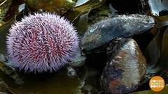 А у нас на ферме — огурцы! Морские… Доброе утро. Фрагмент