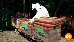 Все напрокат! Даже пчелы. Доброе утро. Фрагмент