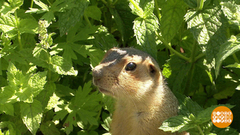 Понаехали тут... бобры и суслики. Доброе утро. Фрагмент