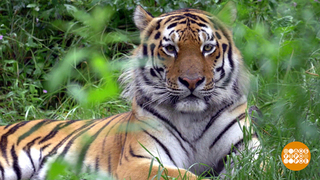 Амурский тигр, князь Дальнего Востока. Доброе утро. Фрагмент