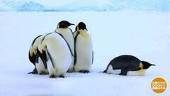 В Антарктиду, в гости к пингвинам. Доброе утро. Фрагмент