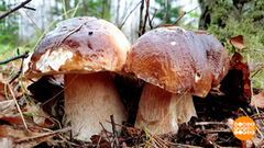 Белый гриб – царь грибов! А почему? Доброе утро. Фрагмент