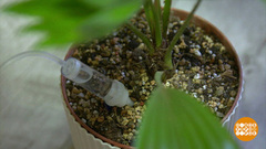 Кто польет цветы? Автополив! Доброе утро. Фрагмент