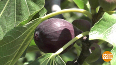 Инжир: впрок не брать! Доброе утро. Фрагмент