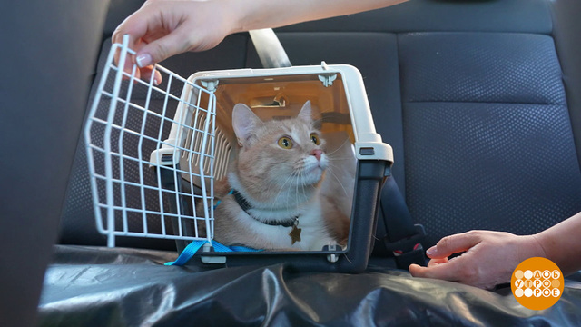 Мы везем с собой кота. В переноске. Доброе утро. Фрагмент