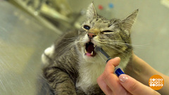 Киска, прими таблетку! Доброе утро. Фрагмент