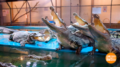 Все работы хороши. Даже среди крокодилов! Доброе утро. Суббота. Фрагмент