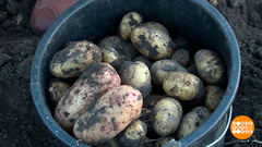 Здравствуй, милая картошка-тошка-тошка. Доброе утро. Фрагмент