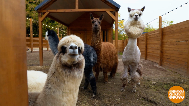 Альпака, давай с тобой дружить! Доброе утро. Фрагмент