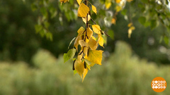 Почему лето — бабье? Доброе утро. Фрагмент