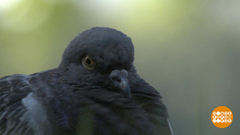 Без голубей никуда! Доброе утро. Фрагмент