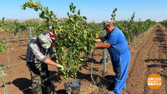 Хотите подзаработать? Урожай ждет! Доброе утро. Фрагмент