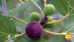 Инжир поспел! Доброе утро. Суббота. Фрагмент