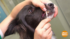 Собака, пора чистить зубы! Доброе утро. Фрагмент