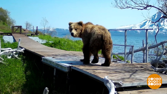 Медведица Глаша, проходи на весы! Доброе утро. Фрагмент