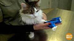 Если котик обжег лапу... Доброе утро. Суббота. Фрагмент