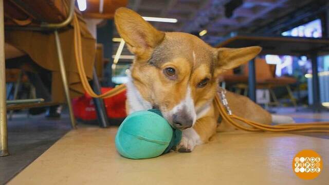 Собака, пойдем в кафе! Доброе утро. Фрагмент