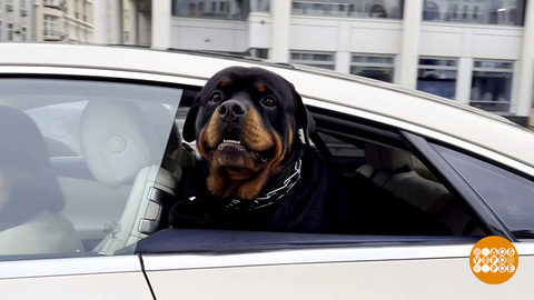 Собака, пристегнись! Доброе утро. Фрагмент