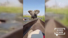 Видео недели. Гнев слонихи. Человек и закон. Фрагмент