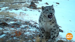 Ирбисы, улыбнитесь, вас снимают! Доброе утро. Суббота. Фрагмент