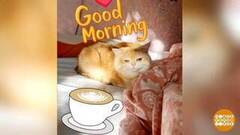 Котик, который зарабатывает сам себе. В интернете… Доброе утро. Фрагмент