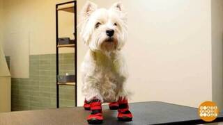 Если собака промочила лапы... Доброе утро. Фрагмент