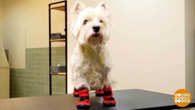 Если собака промочила лапы... Доброе утро. Фрагмент